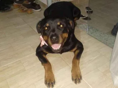 Gato raça Rottweiler idade 3 anos nome Kyra