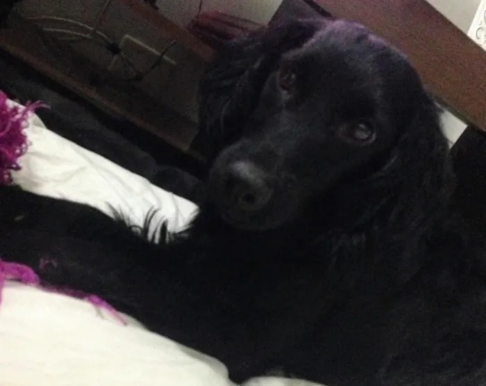 Cachorro ra a SRD idade 4 anos nome Paçoca