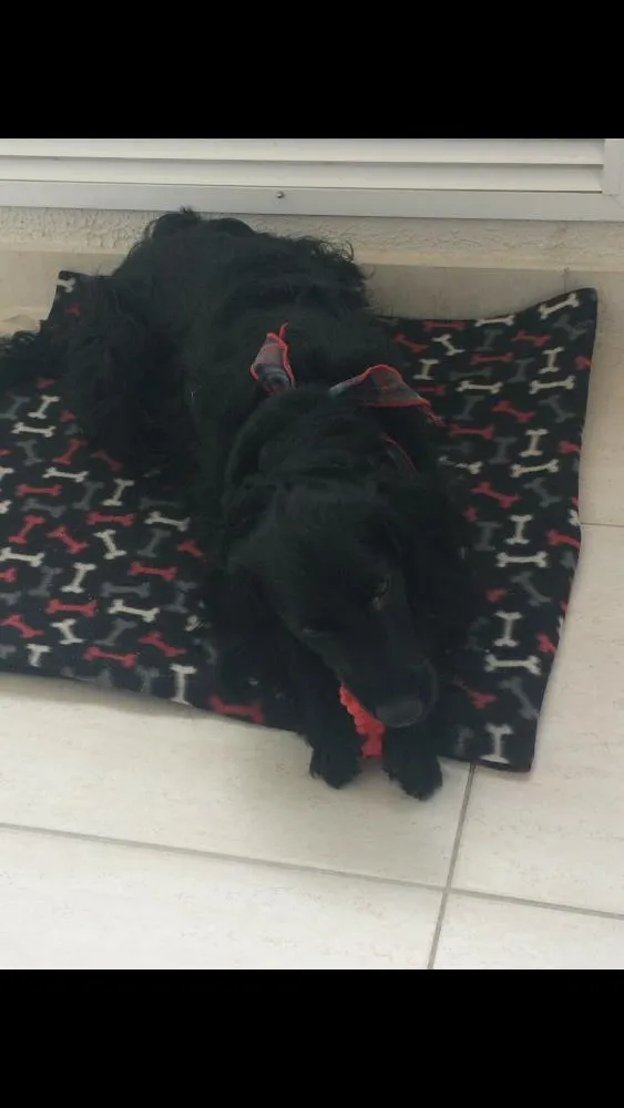 Cachorro ra a SRD idade 4 anos nome Paçoca