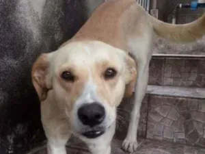 Cachorro raça Mestiço de labrador idade 2 anos nome Marley