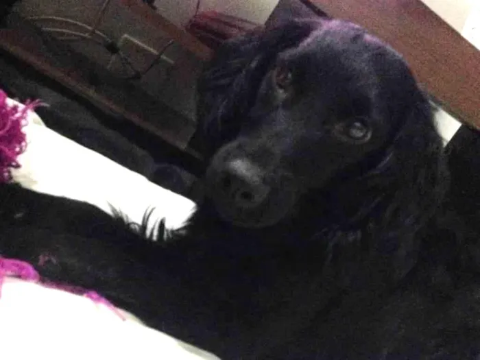 Cachorro ra a SRD idade 4 anos nome Paçoca