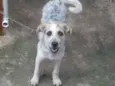 Lara,Sasha,Peludinho