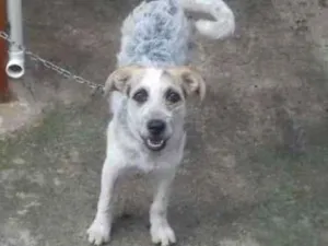 Cachorro raça raca nao definida idade 3 anos nome Lara,Sasha,Peludinho