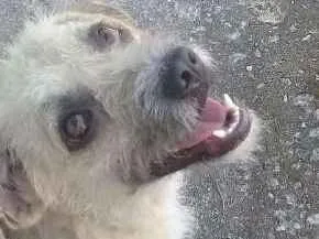 Cachorro raça raca nao definida idade 3 anos nome Lara,Sasha,Peludinho