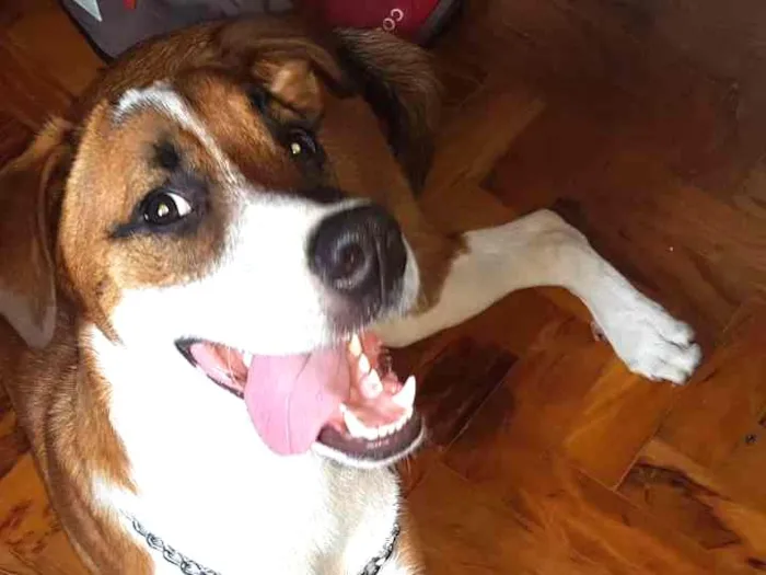 Cachorro ra a SRD idade 1 ano nome Willy
