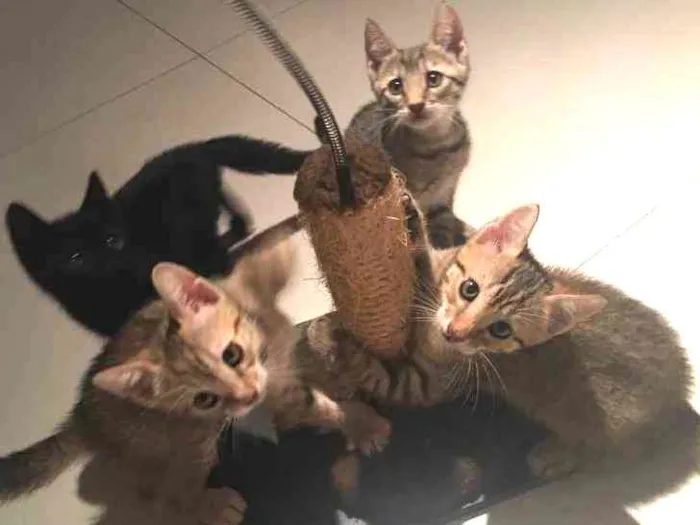 Gato ra a  idade  nome Gato