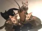 Gato raça  idade  nome Gato