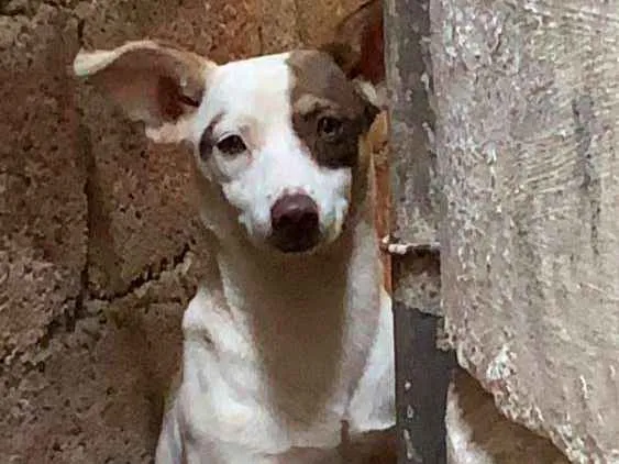 Cachorro ra a Não sei idade  nome Sem nome