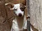 Cachorro raça Não sei idade  nome Sem nome