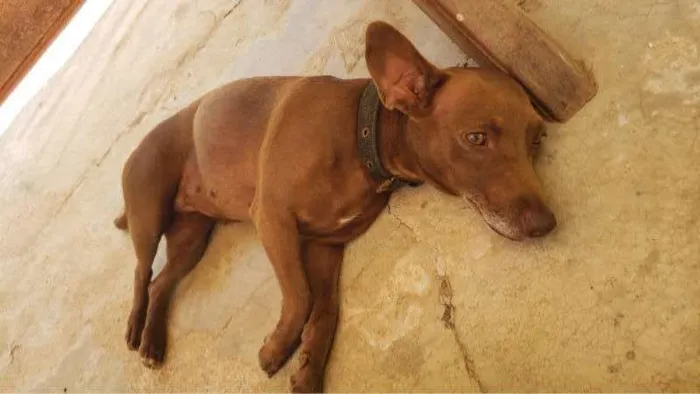 Cachorro ra a RND idade 3 anos nome ELVIRA
