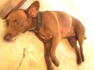 Cachorro raça RND idade 3 anos nome ELVIRA