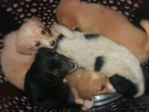 Cachorro raça vira lata idade 1 ano nome sem nome