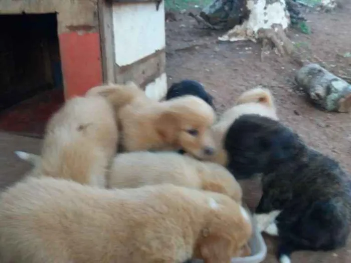 Cachorro ra a vira lata idade 1 ano nome sem nome