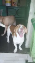 Cachorro raça SRD idade 1 ano nome nene