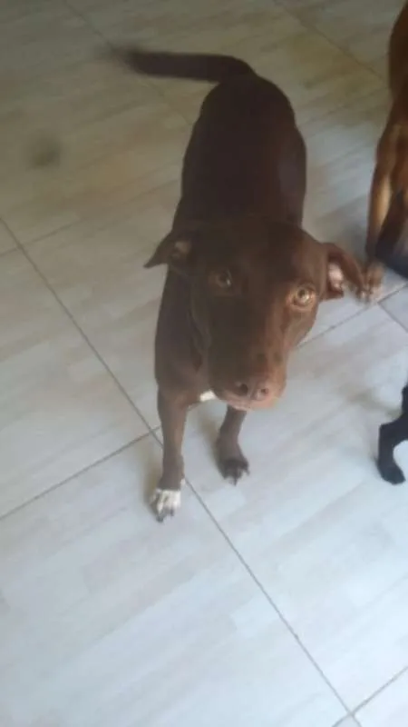 Cachorro raça srd idade 1 ano nome marrom