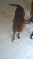 marrom