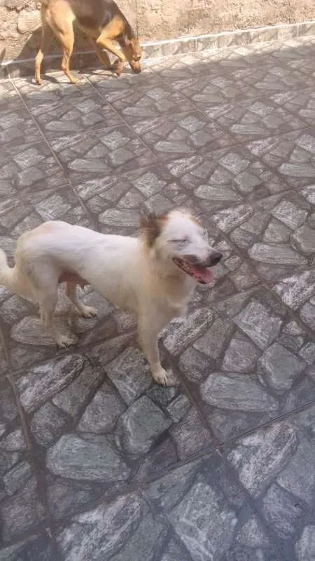 Cachorro raça srd idade 1 ano nome Cindy