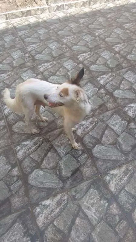 Cachorro raça srd idade 1 ano nome Cindy