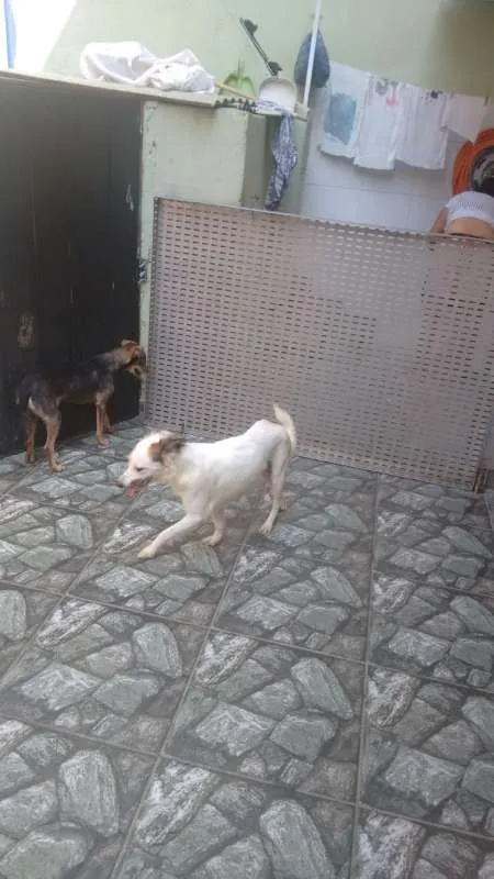 Cachorro raça srd idade 1 ano nome Cindy