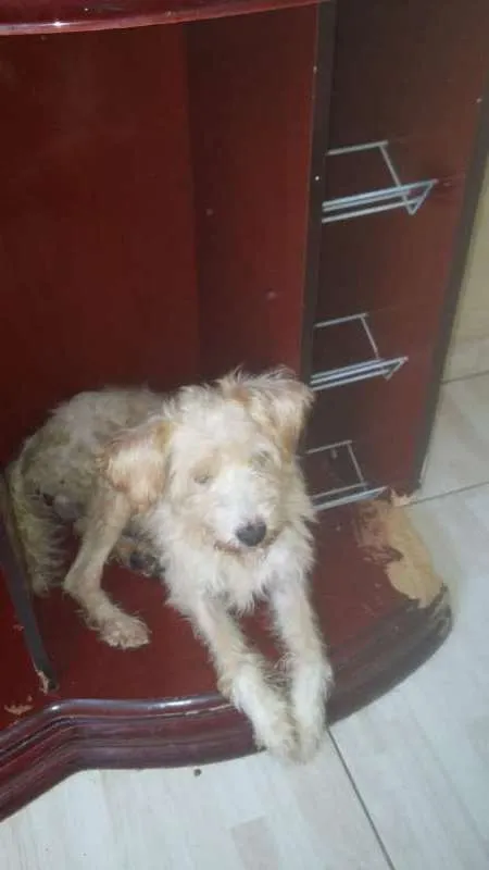 Cachorro ra a srd idade 5 anos nome barba