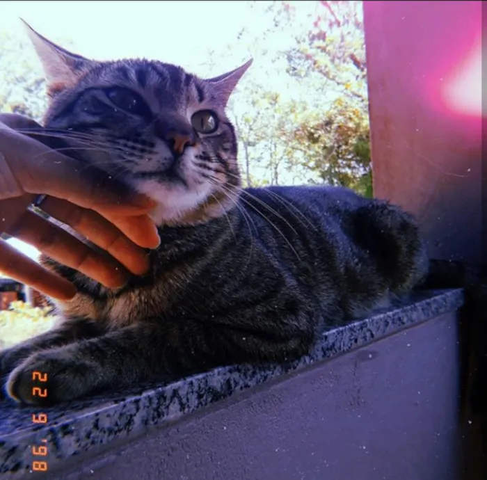 Gato ra a  idade 1 ano nome Pitinho