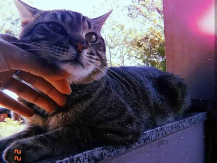 Gato ra a  idade 1 ano nome Pitinho
