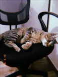 Pitinho