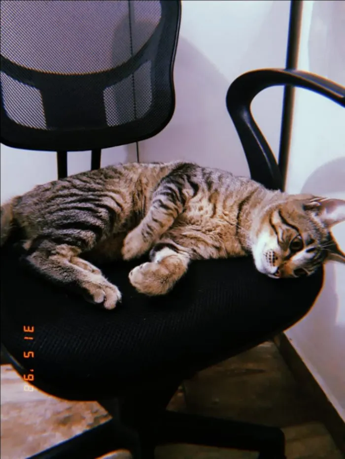 Gato ra a  idade 1 ano nome Pitinho