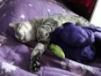 Pitinho