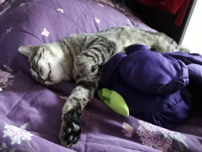 Gato ra a  idade 1 ano nome Pitinho