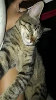 Pitinho