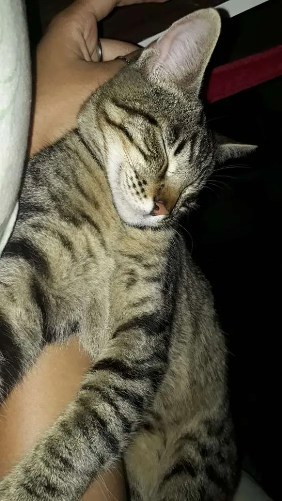 Gato ra a  idade 1 ano nome Pitinho