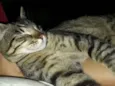 Pitinho