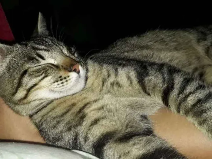 Gato ra a  idade 1 ano nome Pitinho