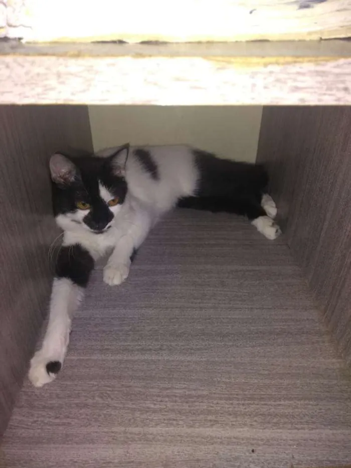 Gato raça vira lata idade 7 a 11 meses nome MASCARA E FANTASMA