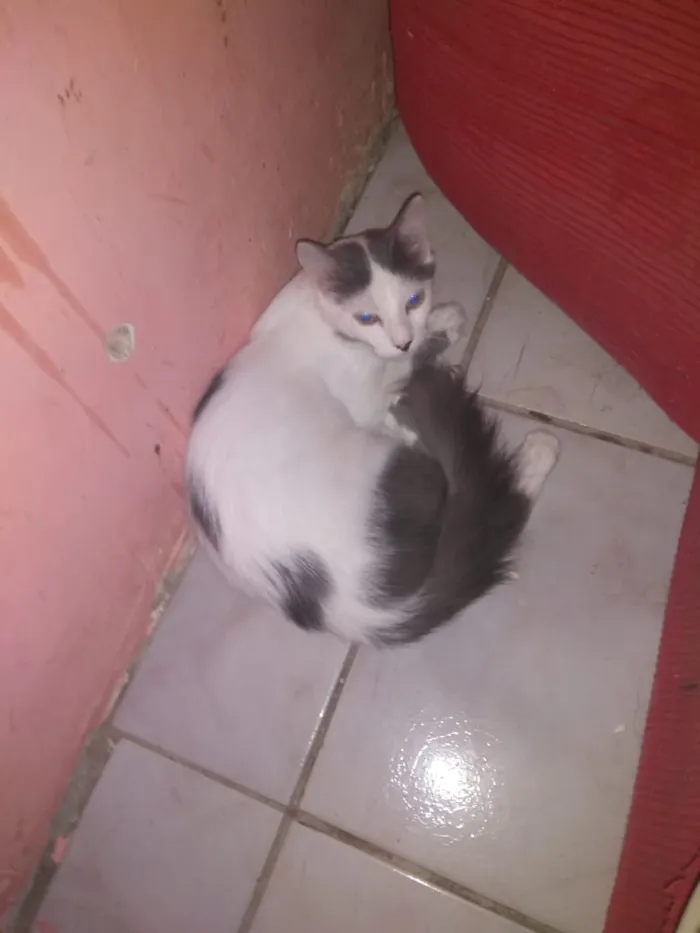 Gato raça vira lata idade 7 a 11 meses nome MASCARA E FANTASMA