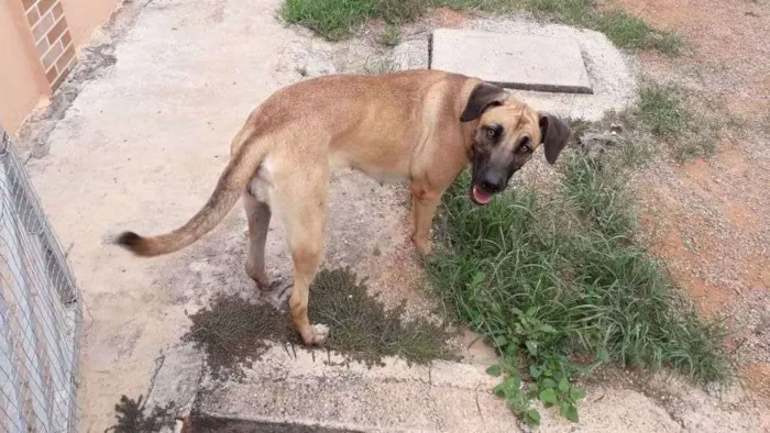 Cachorro ra a Vira-LATA/Pastor alemão Belga idade 1 ano nome Pedrita 