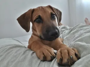 Cachorro raça Vira-lata idade 2 a 6 meses nome Paçoca