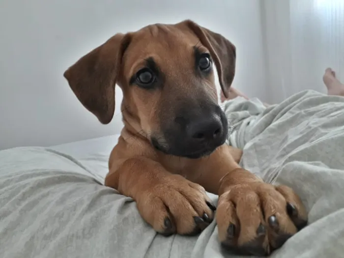 Cachorro ra a Vira-lata idade 2 a 6 meses nome Paçoca