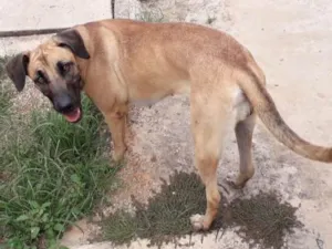 Cachorro raça Vira-LATA/Pastor alemão Belga idade 1 ano nome Pedrita 