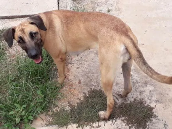 Cachorro ra a Vira-LATA/Pastor alemão Belga idade 1 ano nome Pedrita 