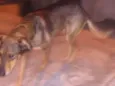 Princesa