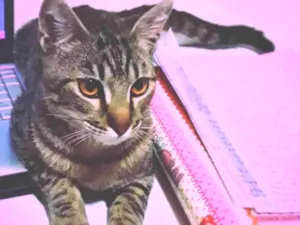 Gato raça  idade 1 ano nome Pitinho