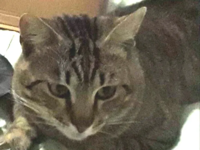 Gato ra a  idade 1 ano nome Pitinho