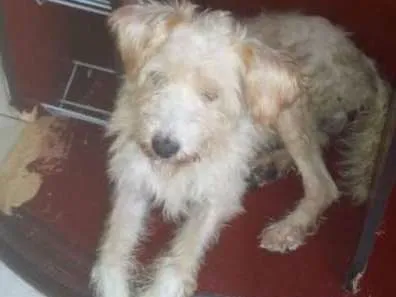 Cachorro ra a srd idade 5 anos nome barba