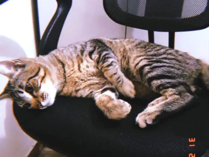 Gato ra a  idade 1 ano nome Pitinho