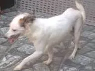 Cachorro raça srd idade 1 ano nome Cindy