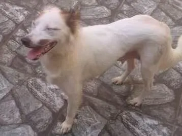 Cachorro raça srd idade 1 ano nome Cindy