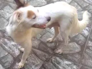 Cachorro raça srd idade 1 ano nome Cindy