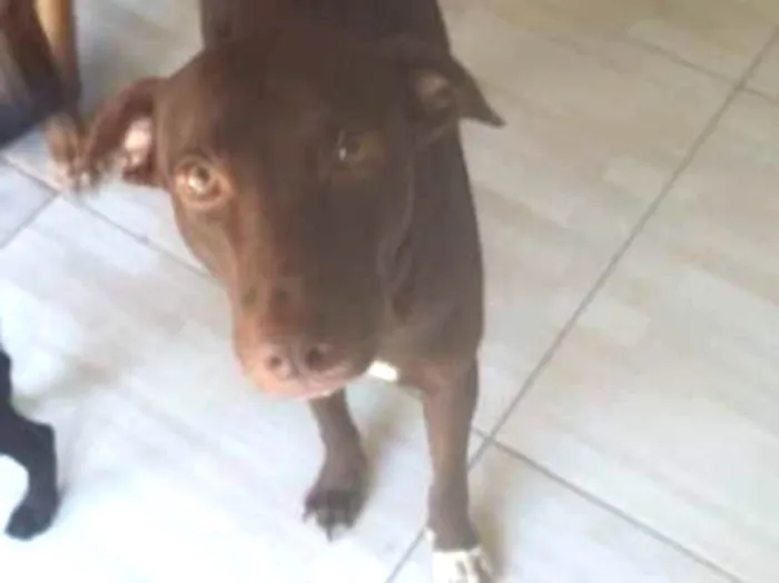 Cachorro raça srd idade 1 ano nome marrom